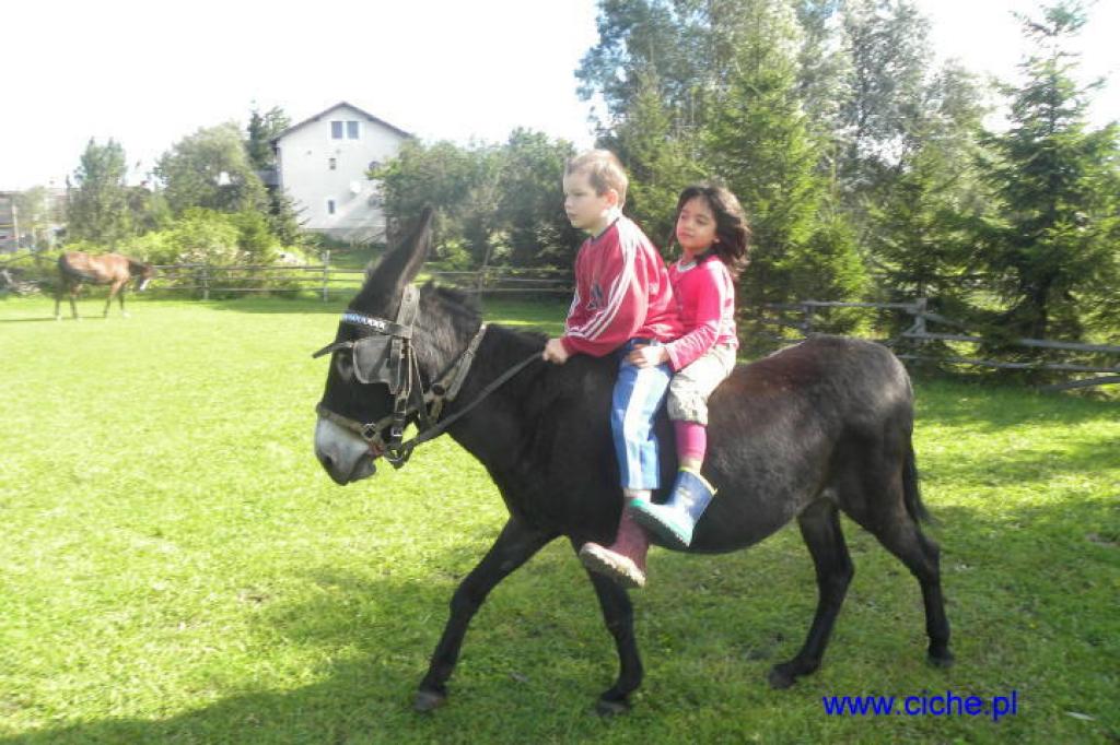 Agroturystyczne Gospodarstwo Ekologiczne, Serowarskie i mini ZOO www.Ciche.pl