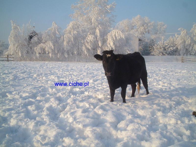 Agroturystyczne Gospodarstwo Ekologiczne, Serowarskie i mini ZOO www.Ciche.pl