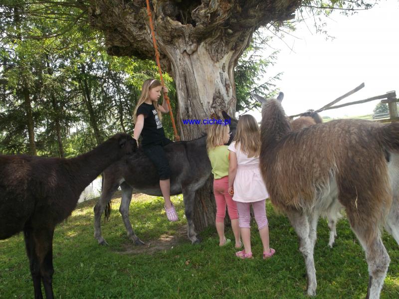 Agroturystyczne Gospodarstwo Ekologiczne, Serowarskie i mini ZOO www.Ciche.pl